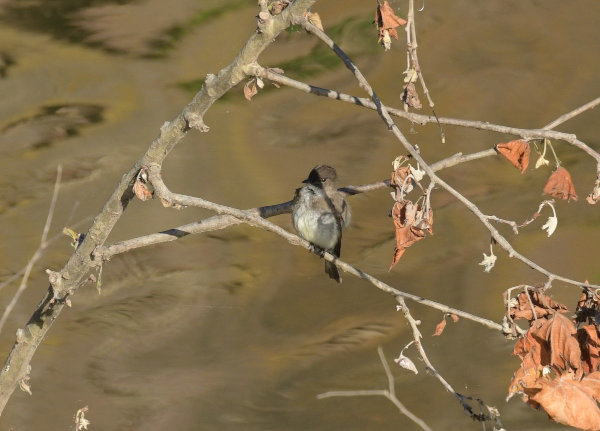 Eastern Phoebe - Carol Dors