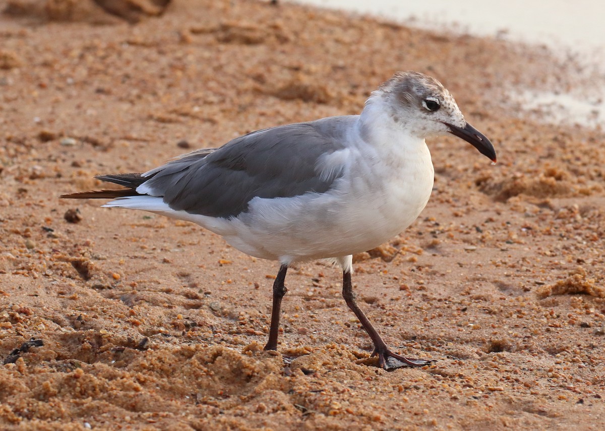 שחף צוחק - ML620712749