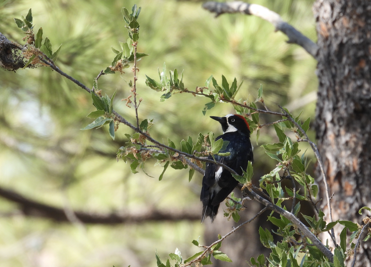 Acorn Woodpecker - ML620712750