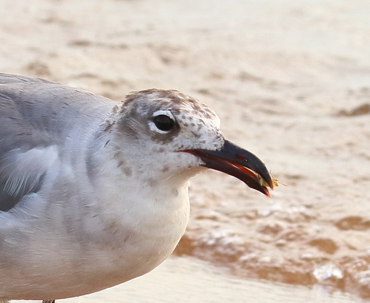 Mouette atricille - ML620712757