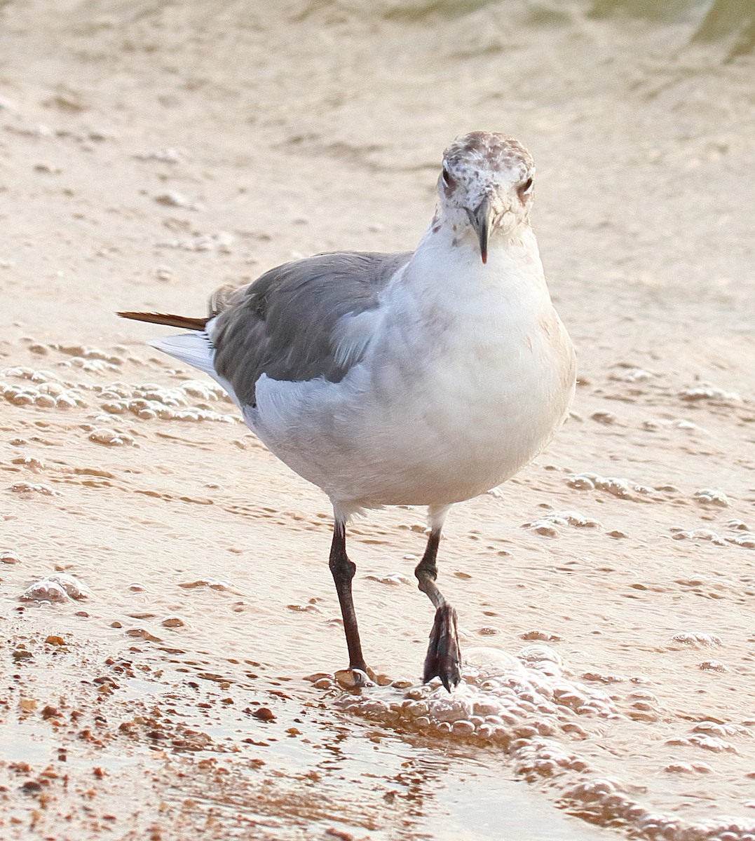 Gaviota Guanaguanare - ML620712759