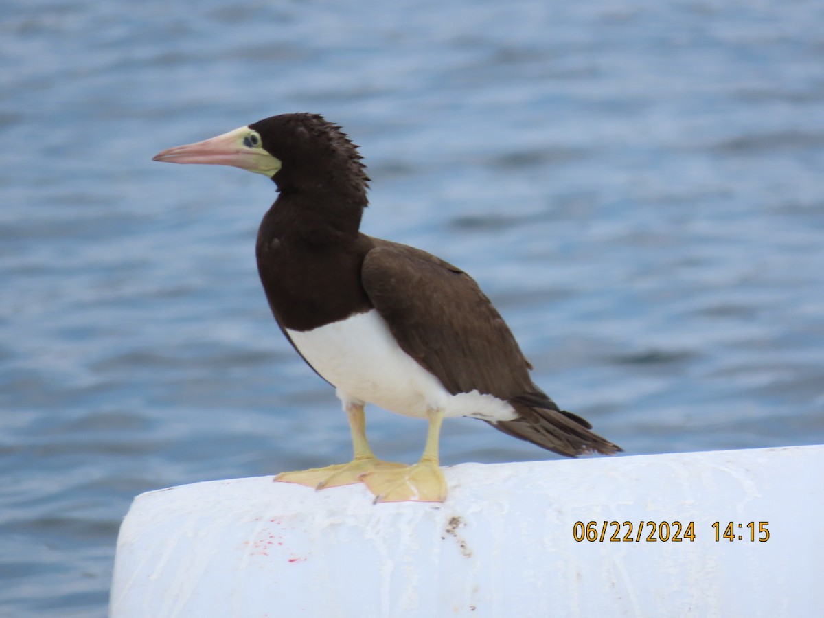 Brown Booby - ML620712760