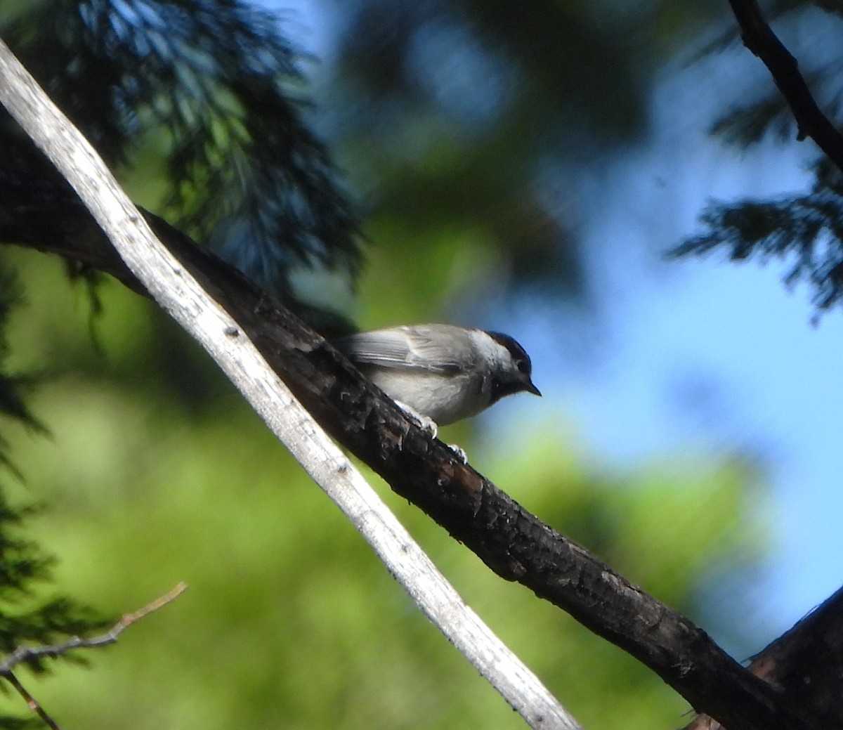 Mountain Chickadee - ML620712761