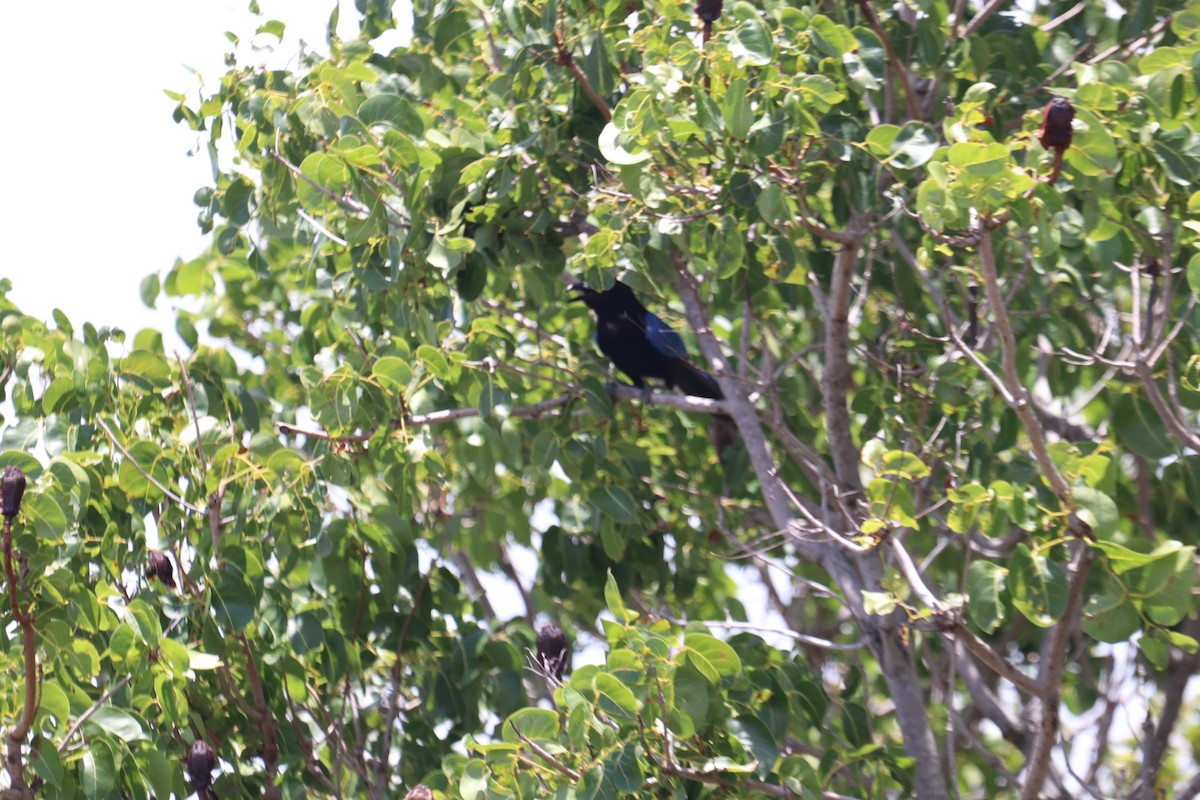 San Blas Jay - ML620712762