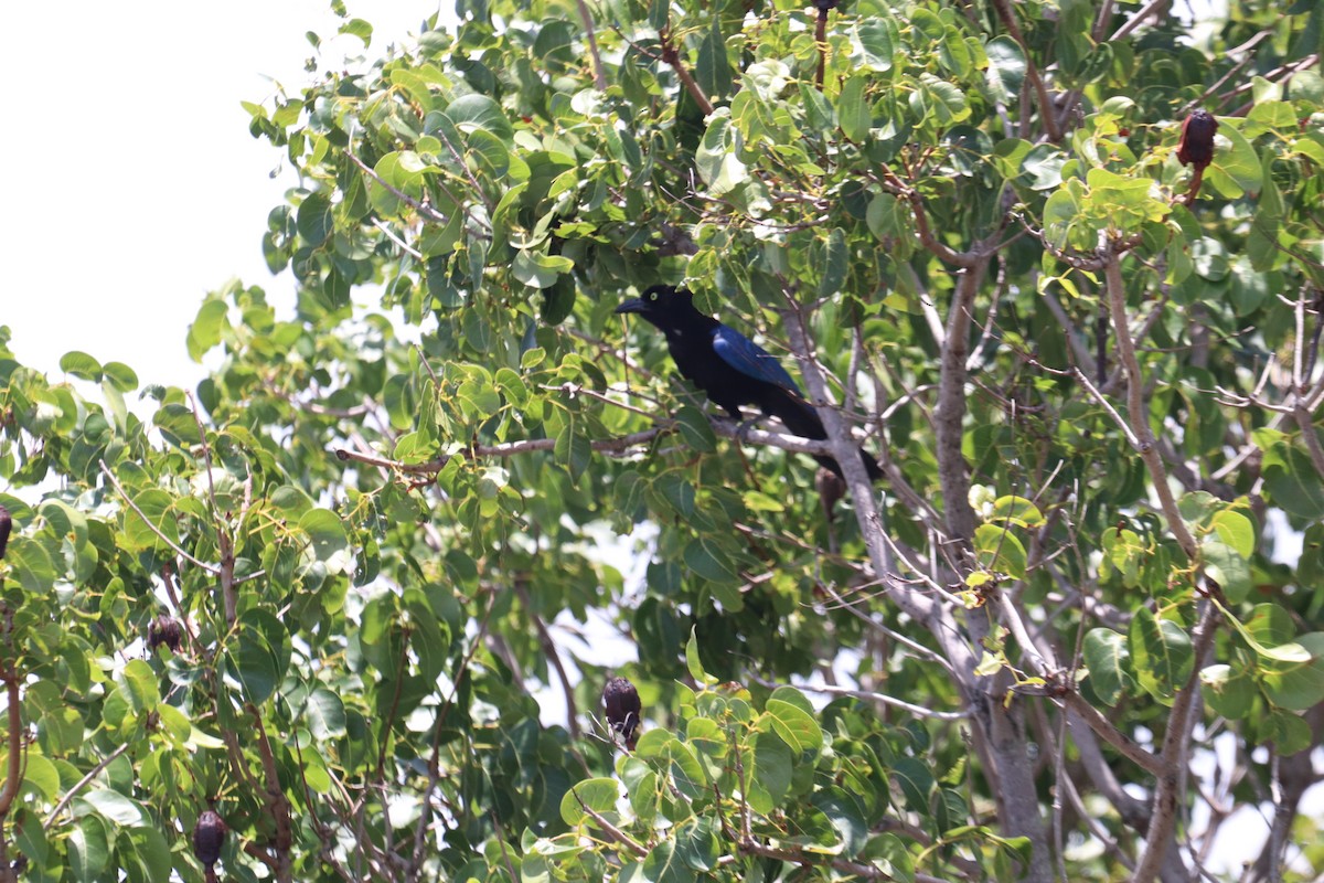 San Blas Jay - ML620712763