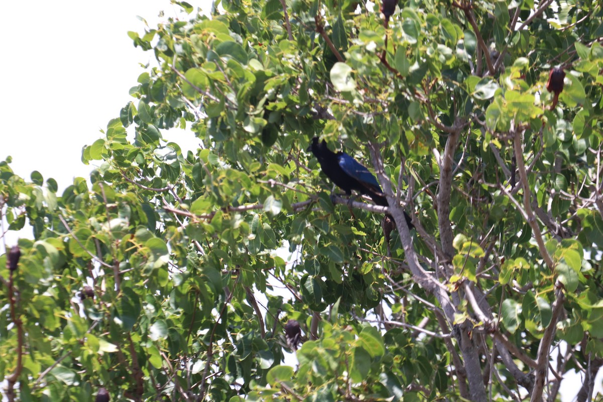 San Blas Jay - ML620712764