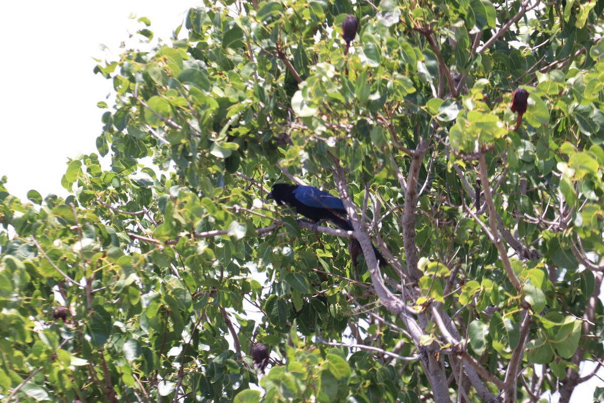 San Blas Jay - ML620712769