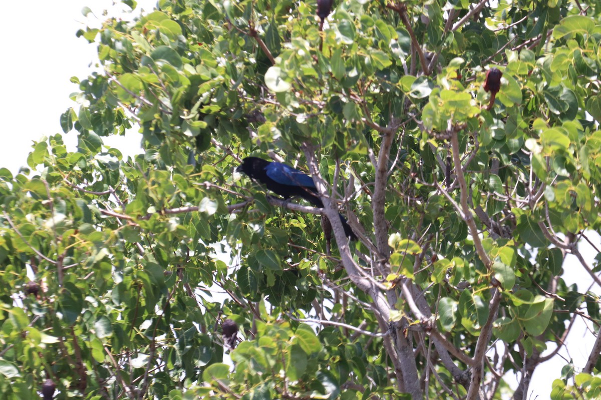 San Blas Jay - ML620712770