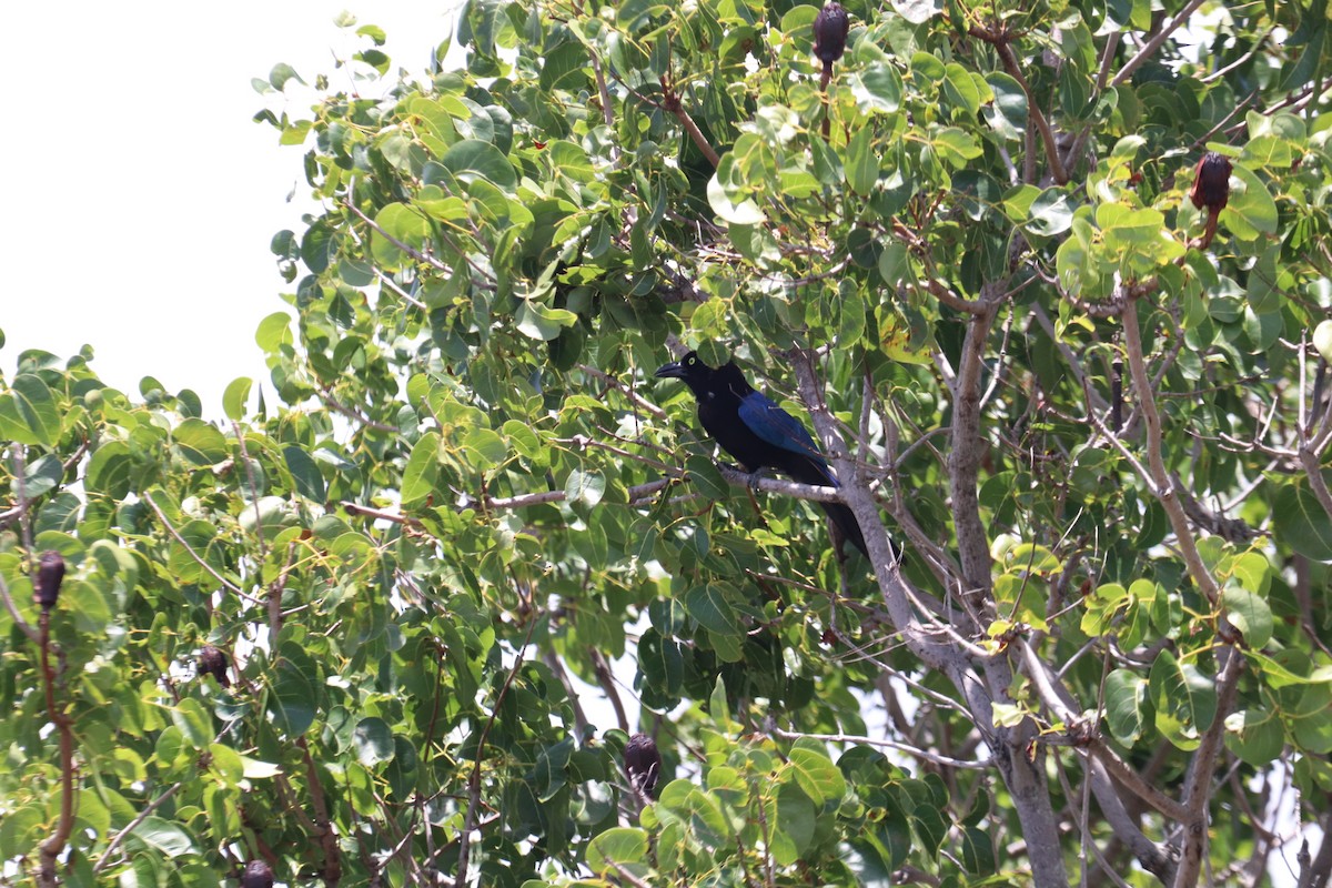 San Blas Jay - ML620712772