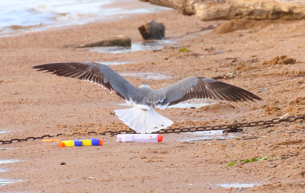 Mouette atricille - ML620712779