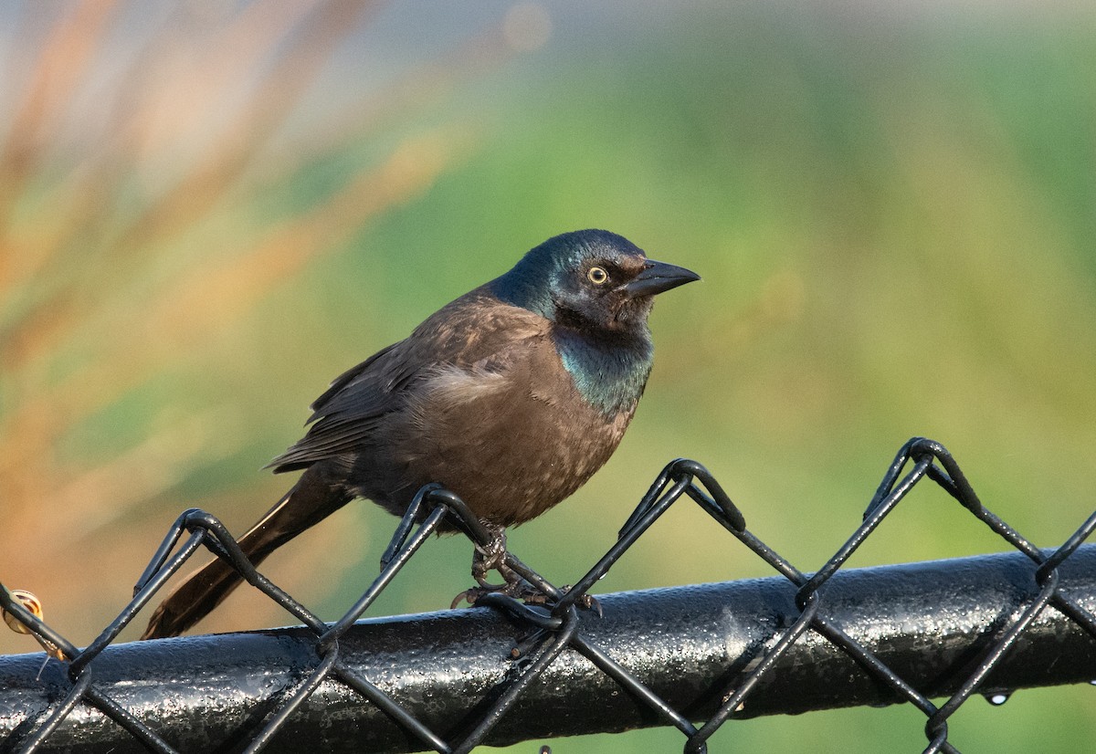 Common Grackle (Bronzed) - ML620712780