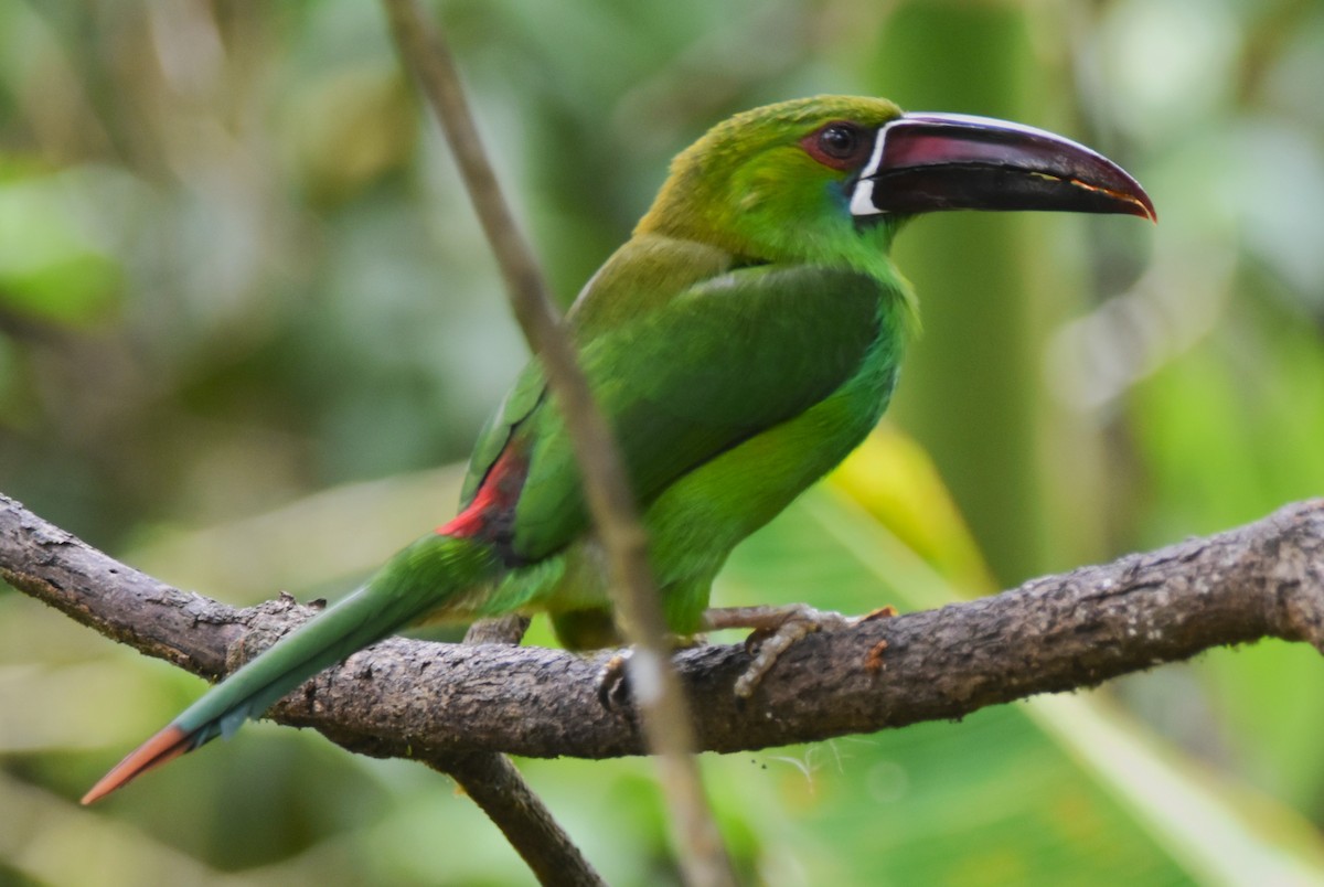 Toucanet à croupion rouge - ML620712786