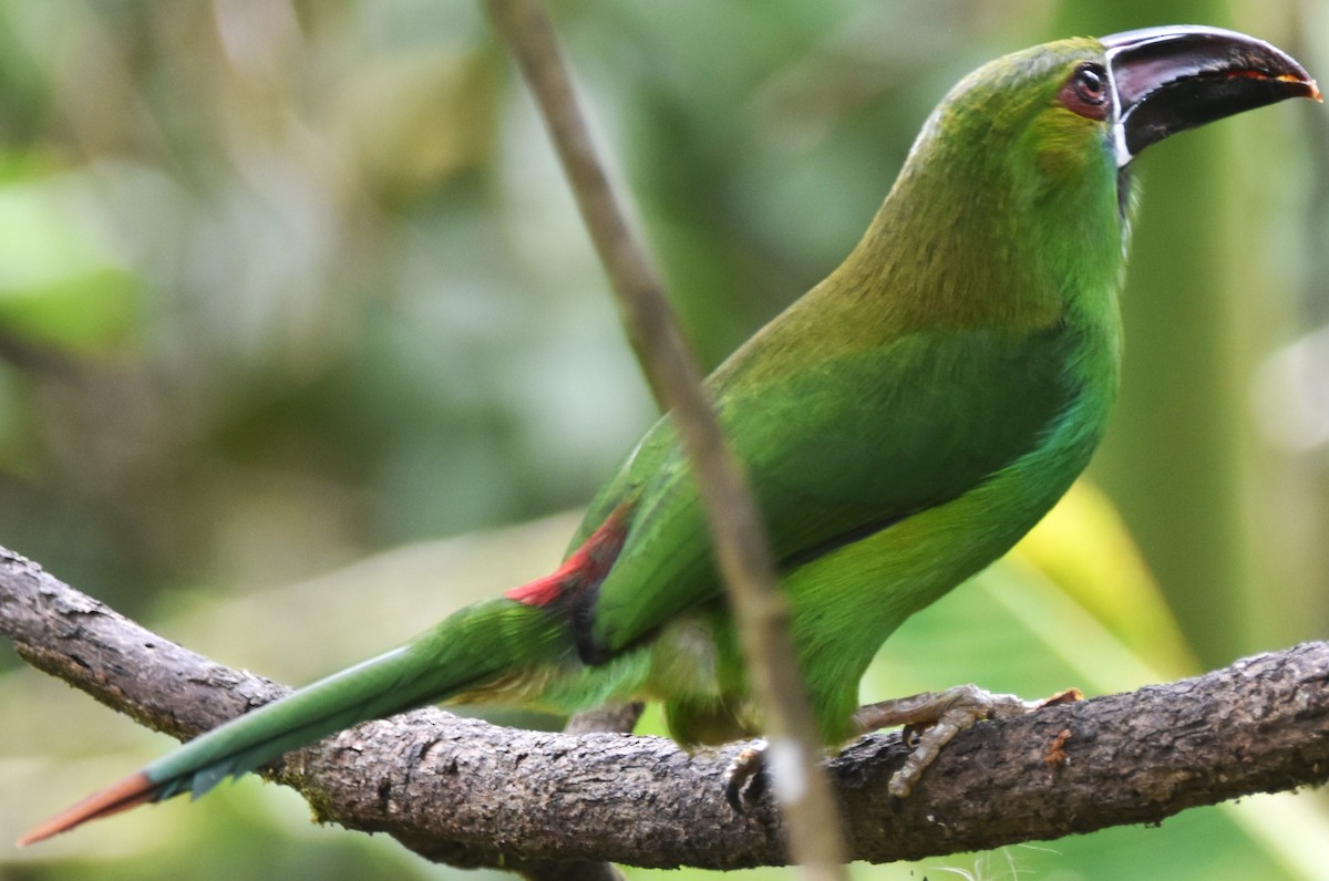 Crimson-rumped Toucanet - ML620712787