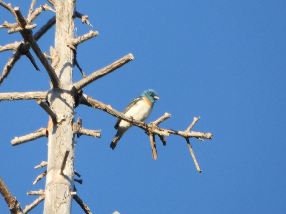 Lazuli Bunting - ML620712789