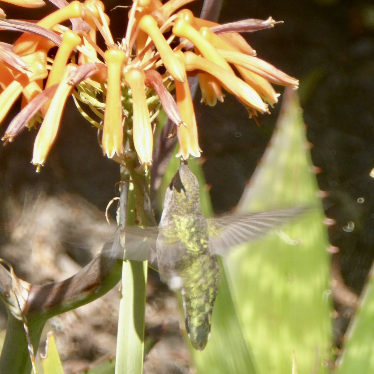 Anna's Hummingbird - ML620712797