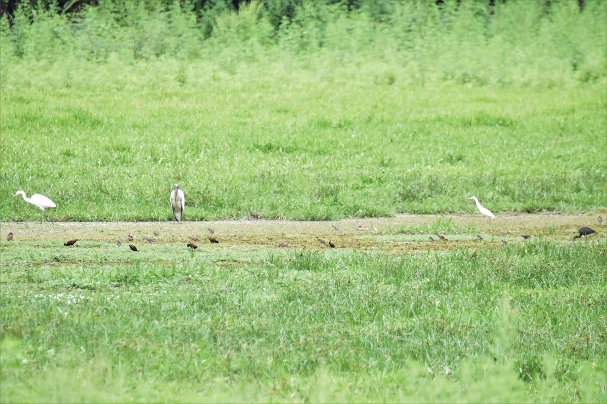 Little Blue Heron - ML620712807