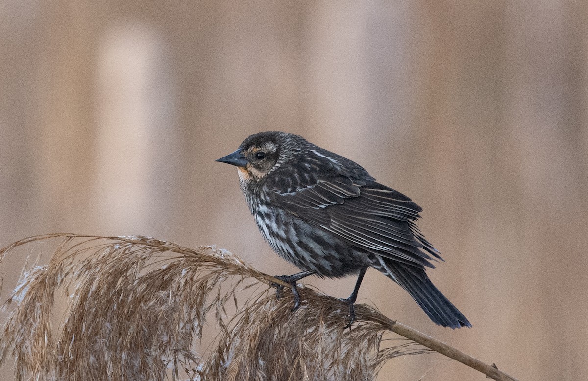 Red-winged Blackbird - ML620712808