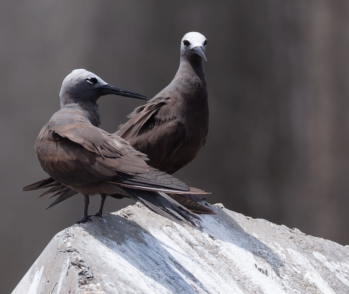 Lesser Noddy - ML620712810