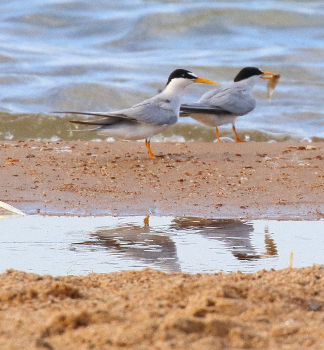 Least Tern - ML620712814