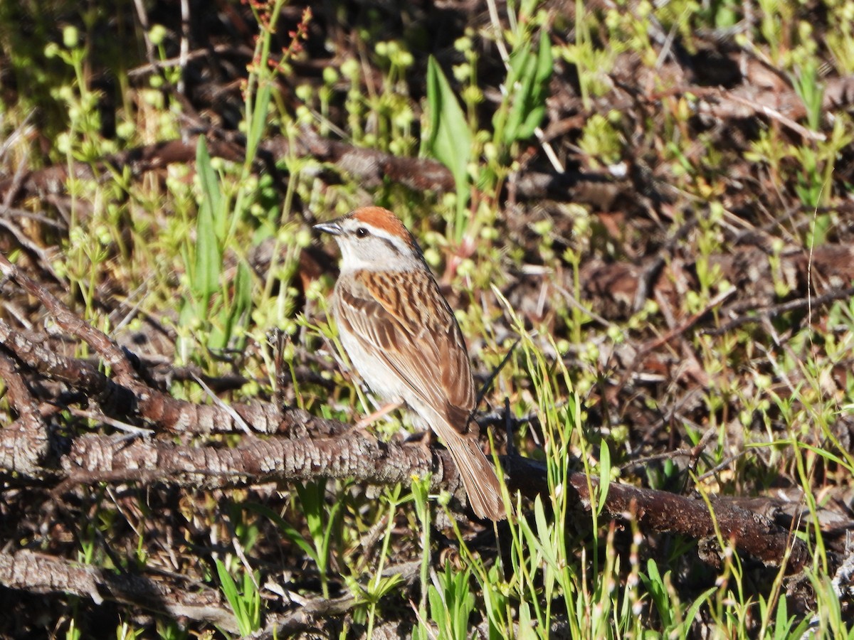 Chipping Sparrow - ML620712820