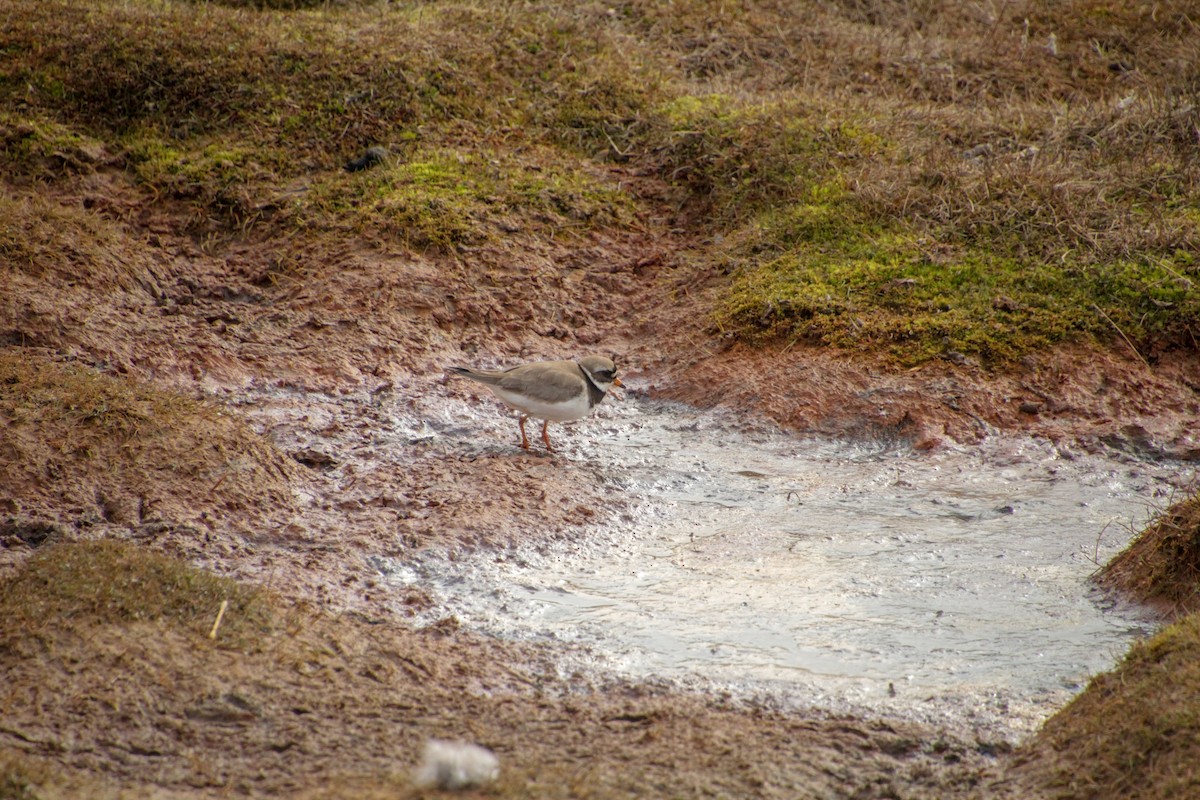 Common Ringed Plover - ML620712823