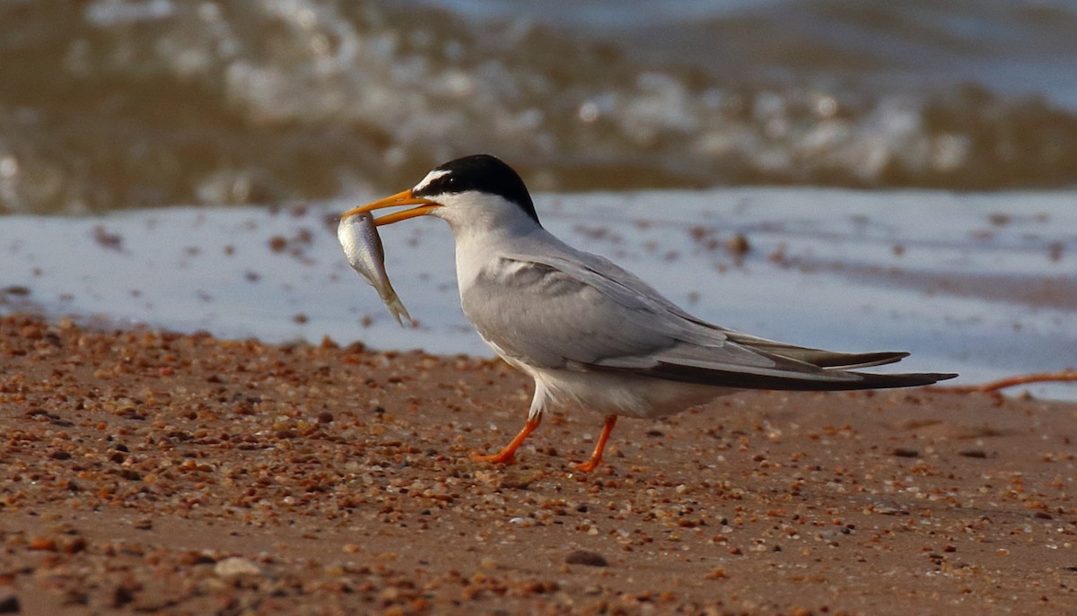 Least Tern - ML620712829