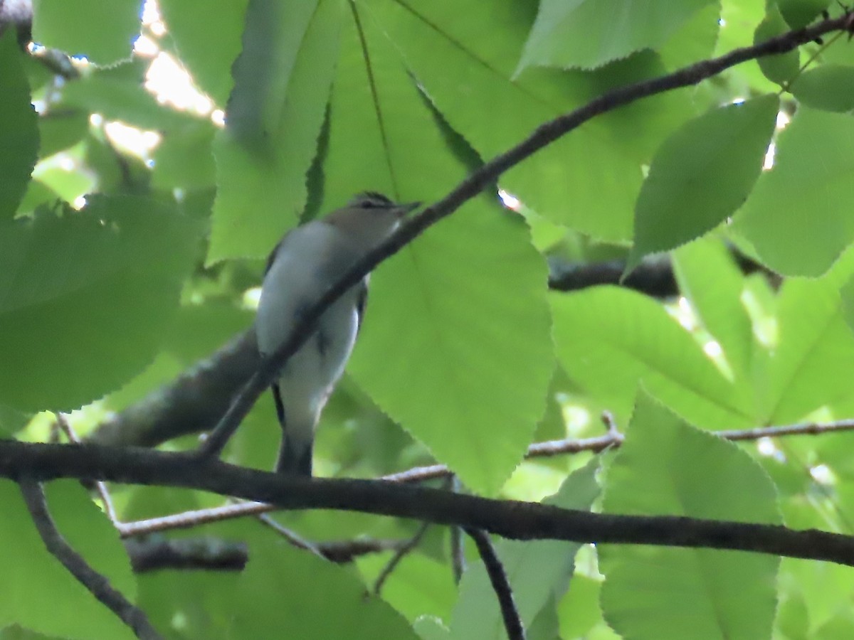 Red-eyed Vireo - Marjorie Watson