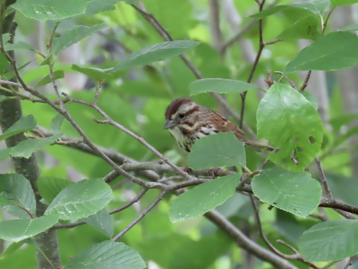 Song Sparrow - ML620712837