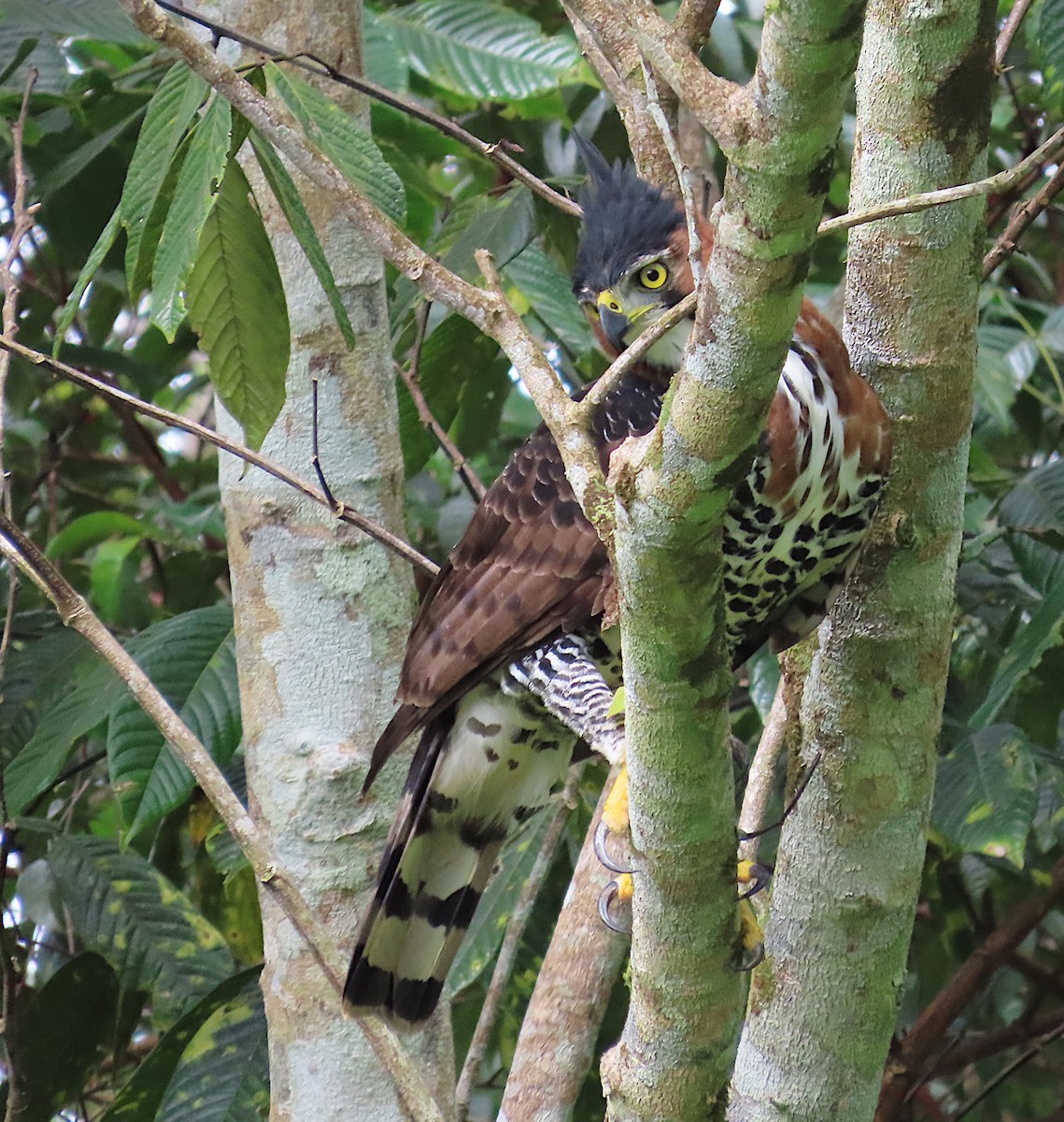 Ornate Hawk-Eagle - ML620712841