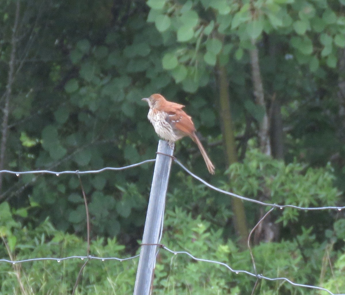 Brown Thrasher - ML620712843