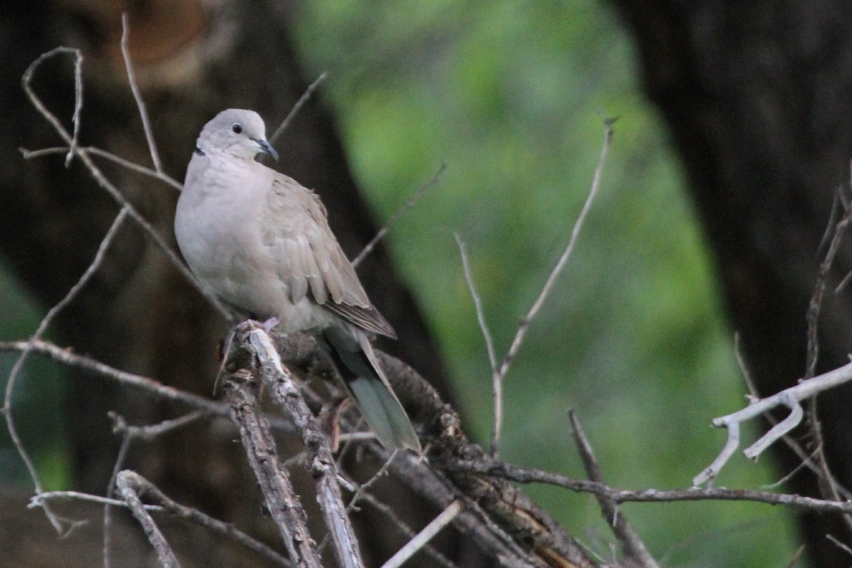 Eurasian Collared-Dove - ML620712844