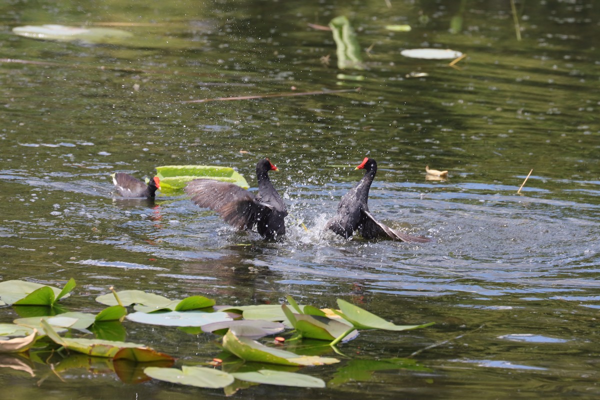 Common Gallinule - ML620712846