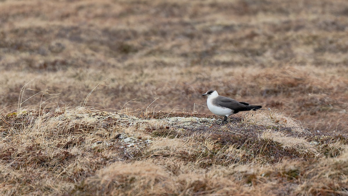 Parasitic Jaeger - ML620712850