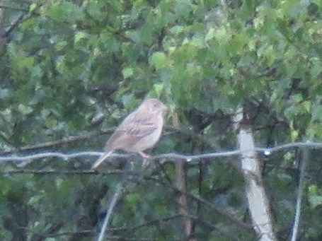 Grasshopper Sparrow - ML620712851