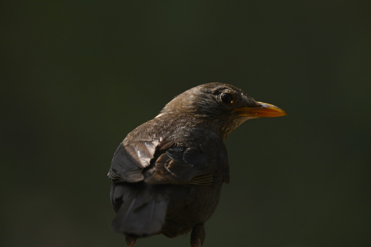 Eurasian Blackbird - ML620712855