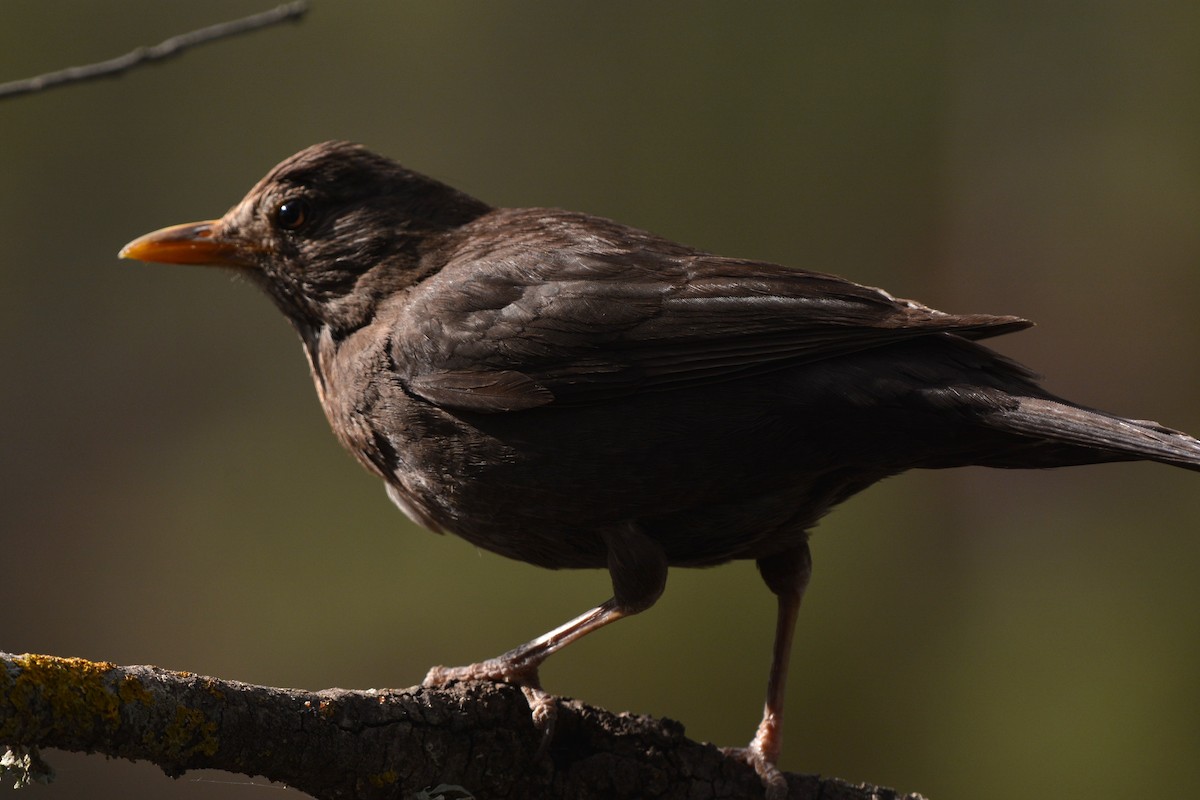 Eurasian Blackbird - Pep Cantó