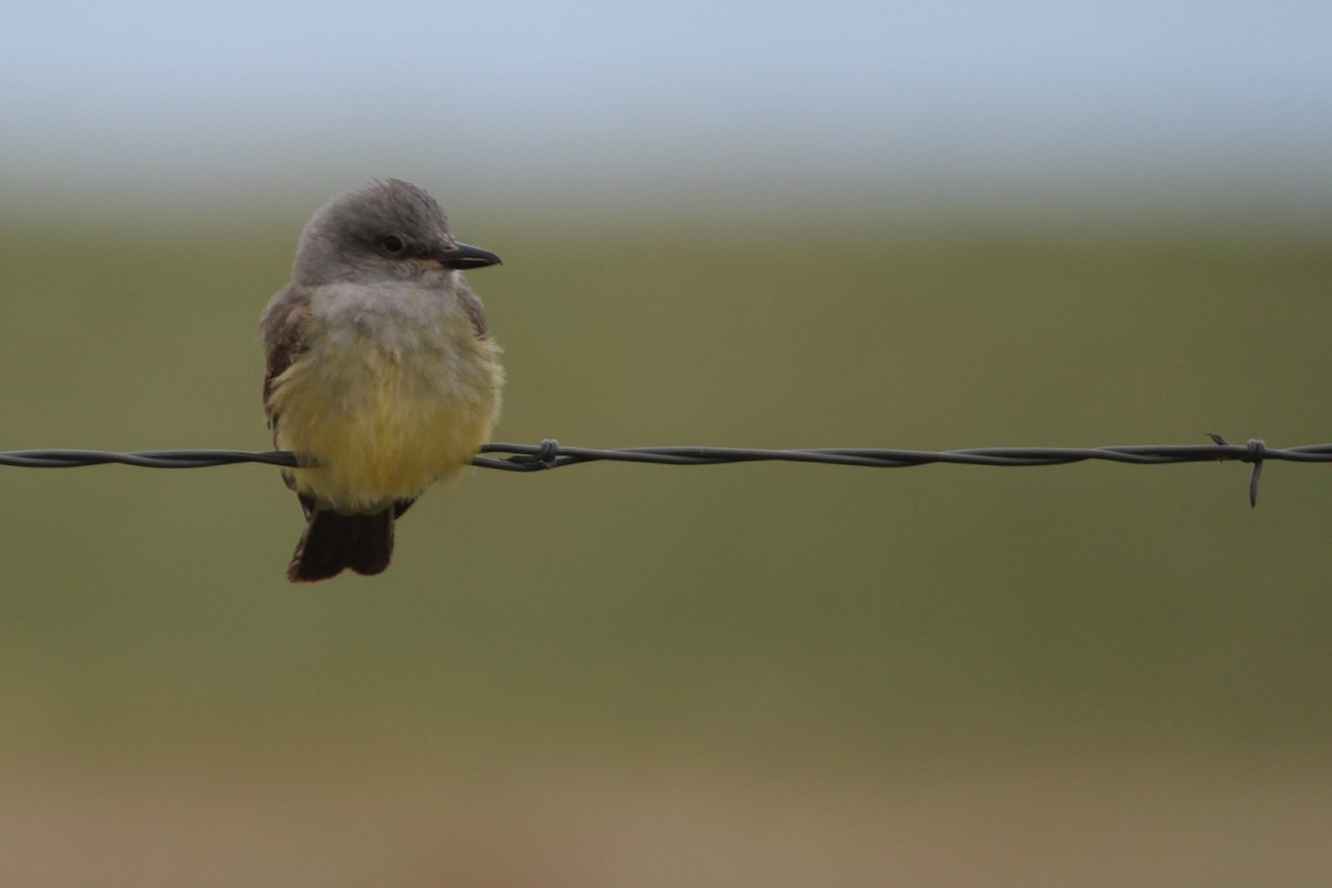 Western Kingbird - ML620712857