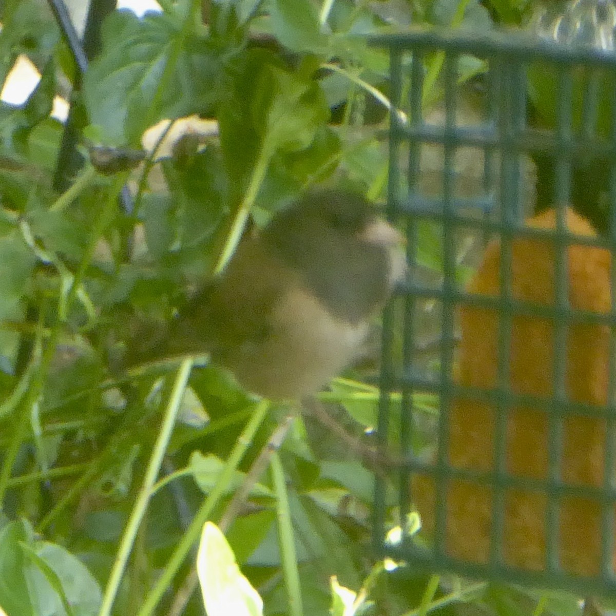 Dark-eyed Junco (Oregon) - ML620712858