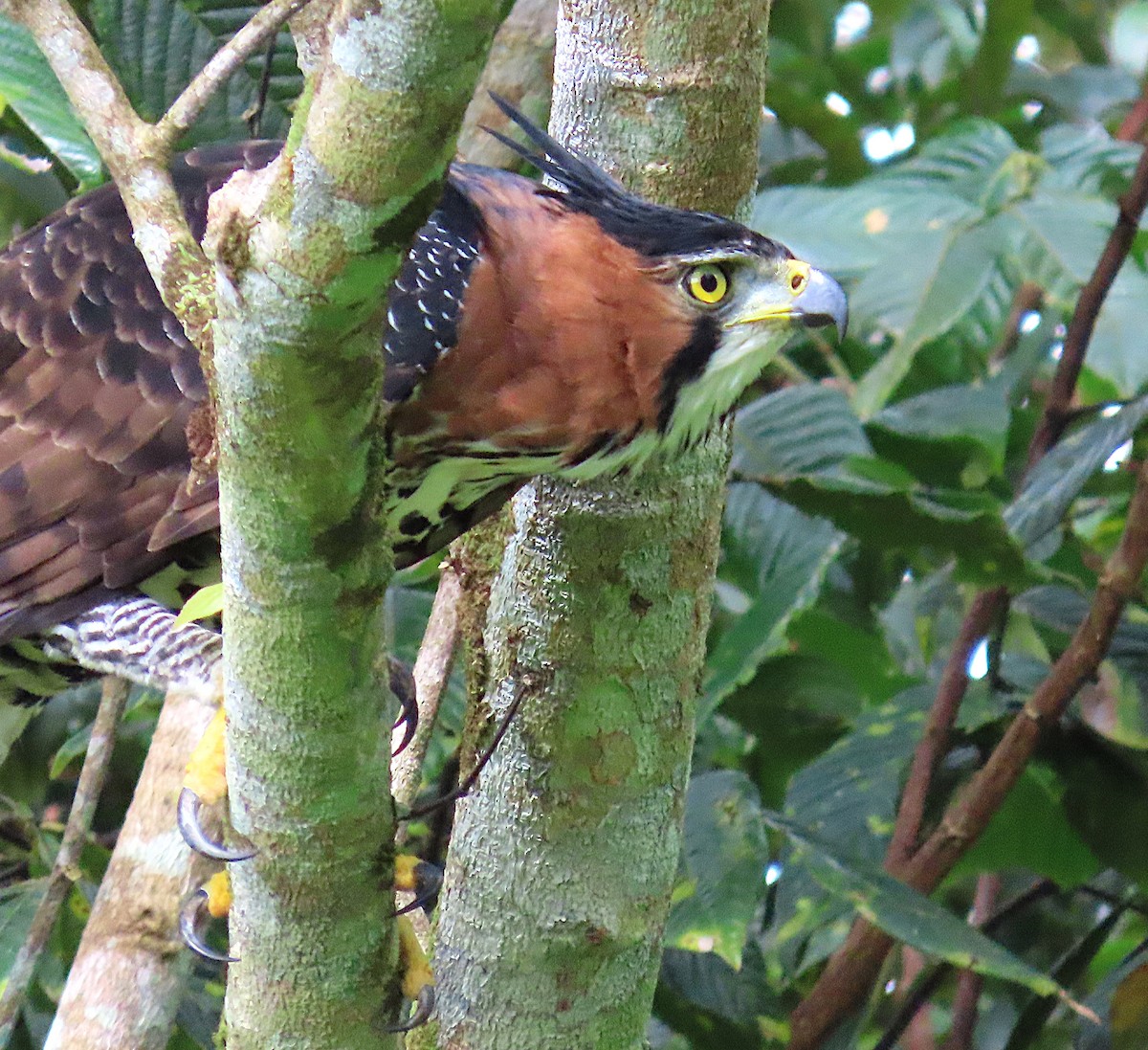 Águila Galana - ML620712862