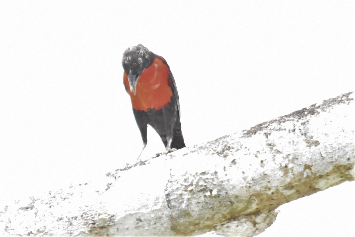 Red-breasted Meadowlark - ML620712868