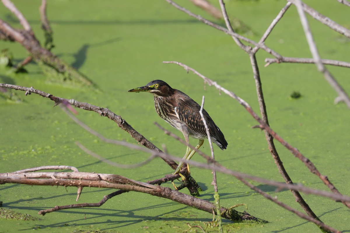 Green Heron - Robert Stewart