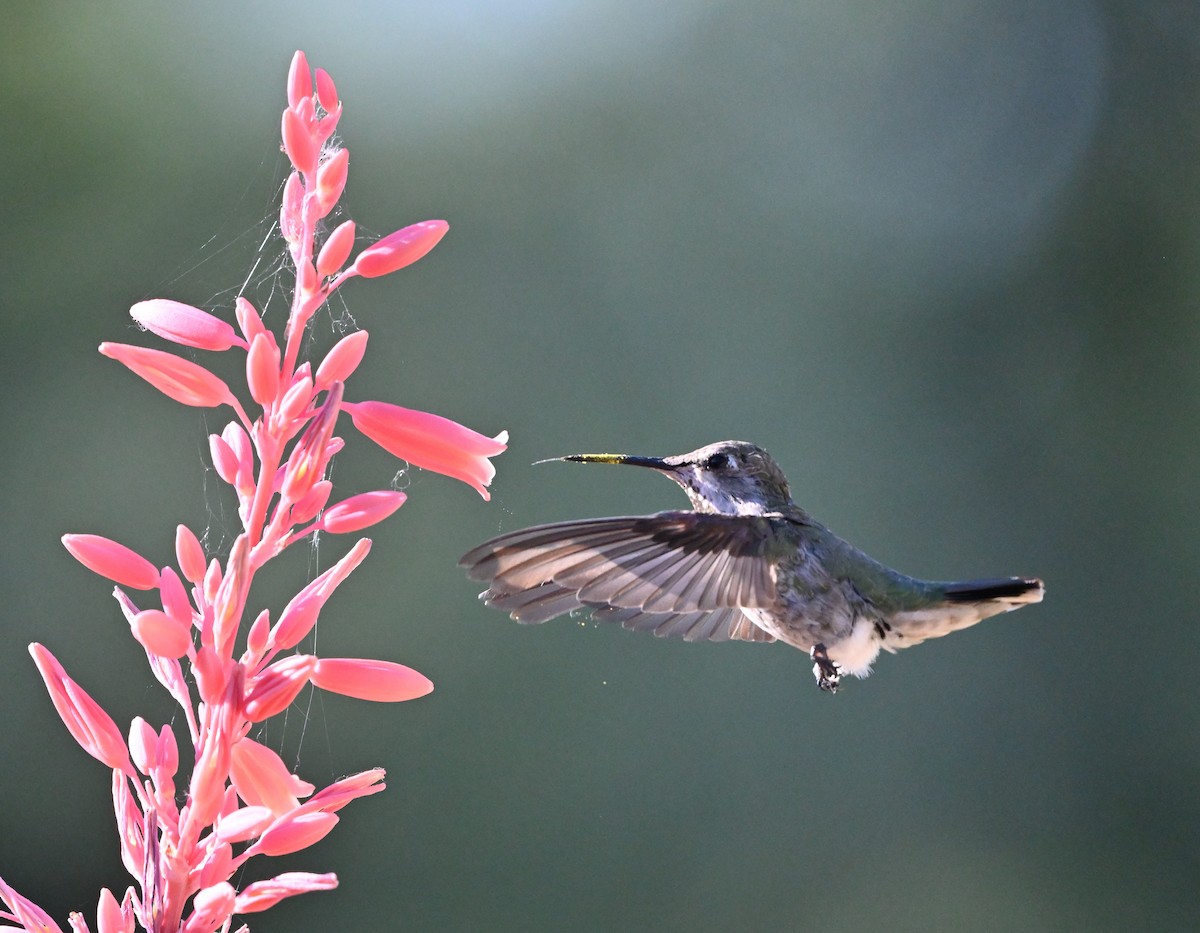 Anna's Hummingbird - ML620712873