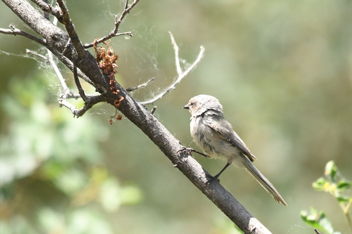 Bushtit - ML620712894