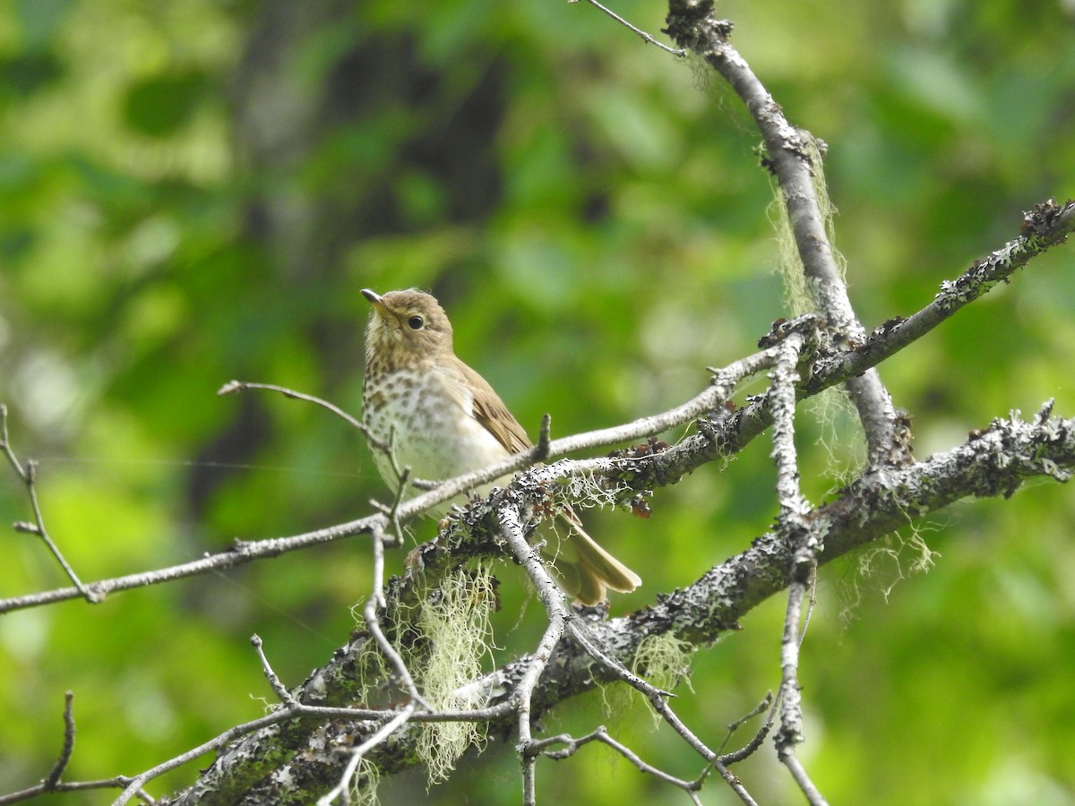 Swainson's Thrush - ML620712895