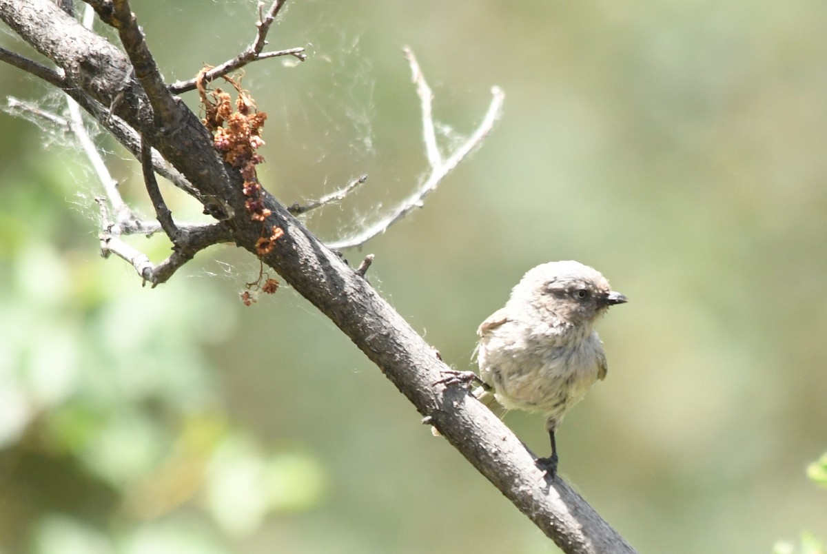 Bushtit - Teresa Mawhinney