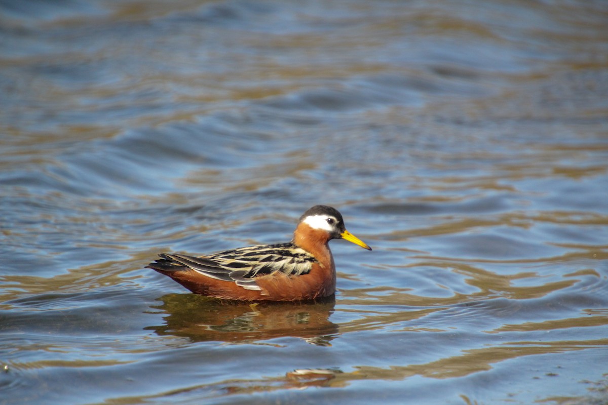 Phalarope à bec large - ML620712897