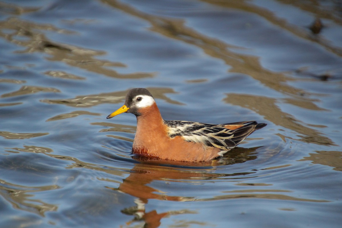 polarsvømmesnipe - ML620712898