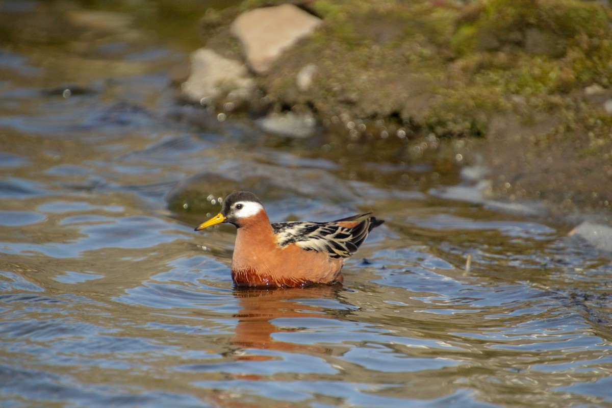 Phalarope à bec large - ML620712899