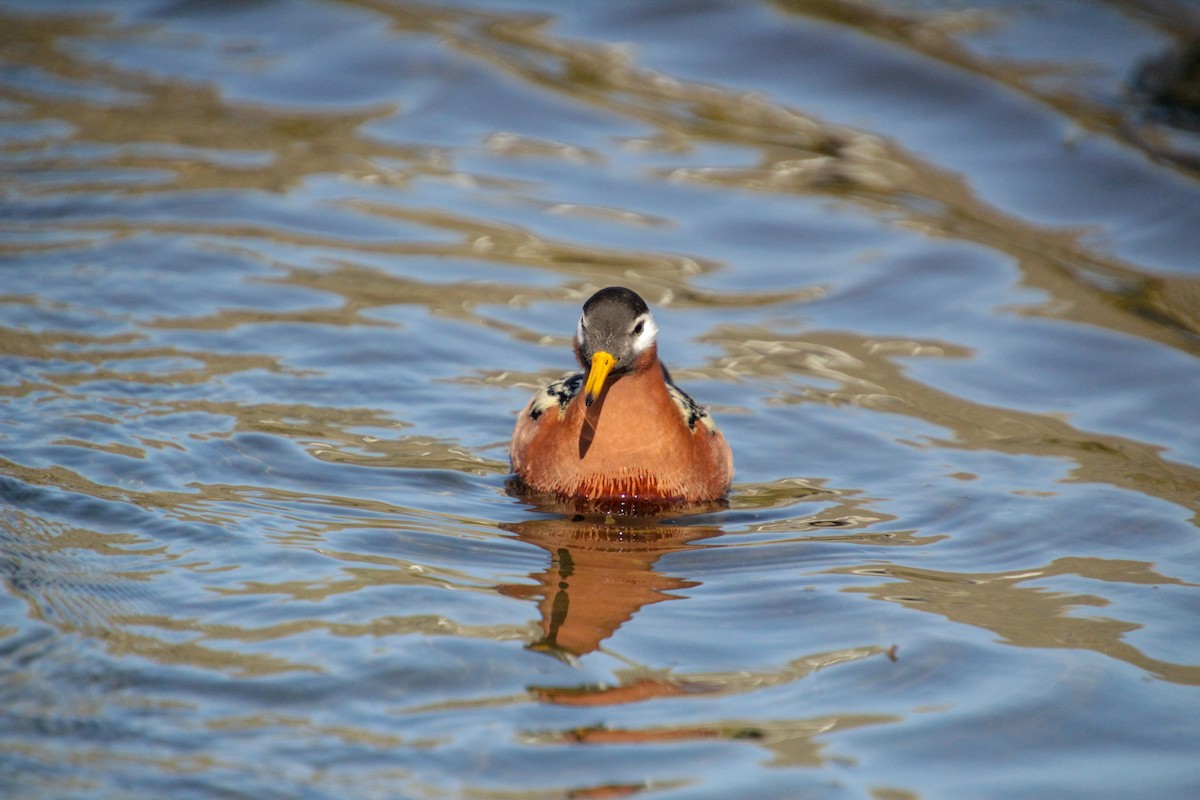 Phalarope à bec large - ML620712900