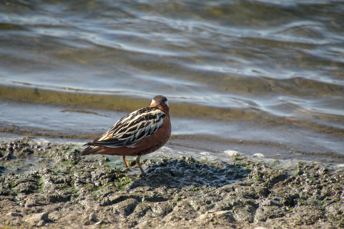 polarsvømmesnipe - ML620712901